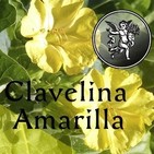 El Ángel de tu Salud - CLAVELLINA AMARILLA