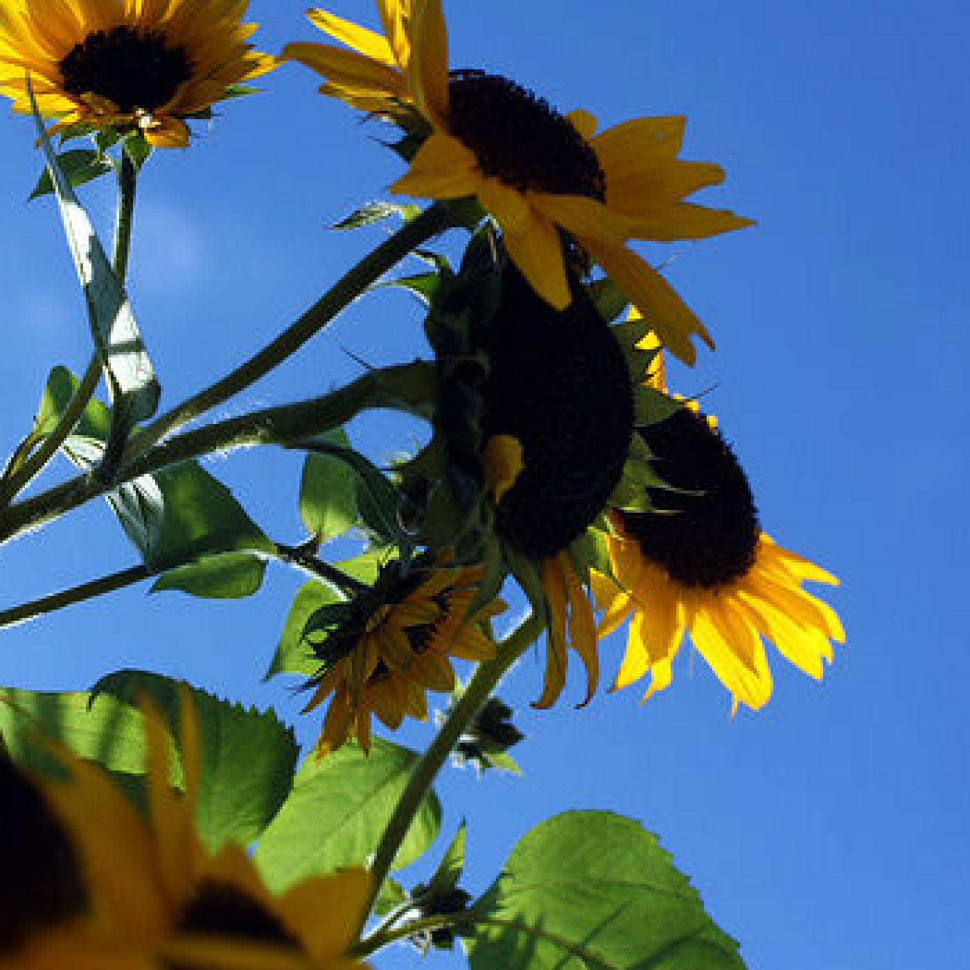 Podcast Nos Gustas Tú Radio