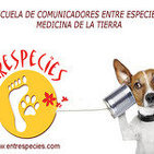 Como buscar ayudar casa a un animal abandonado