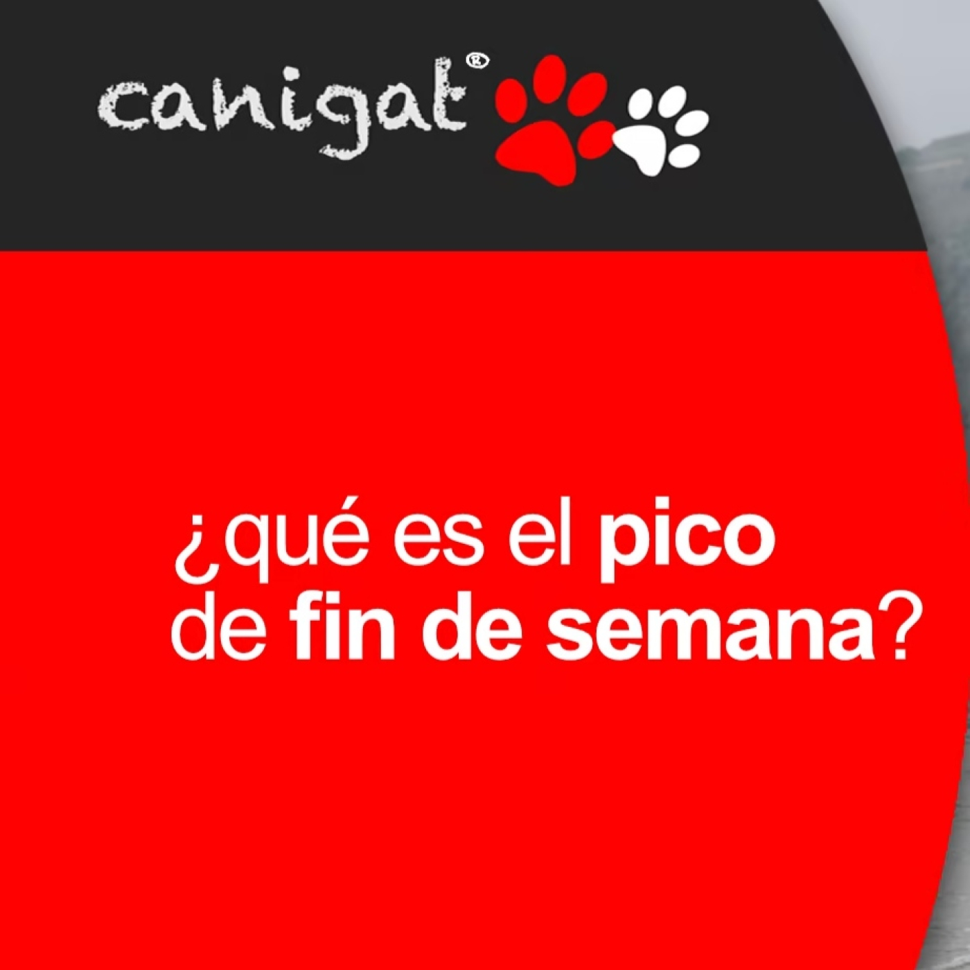 Consejos veterinarios de perros y gatos by canigat