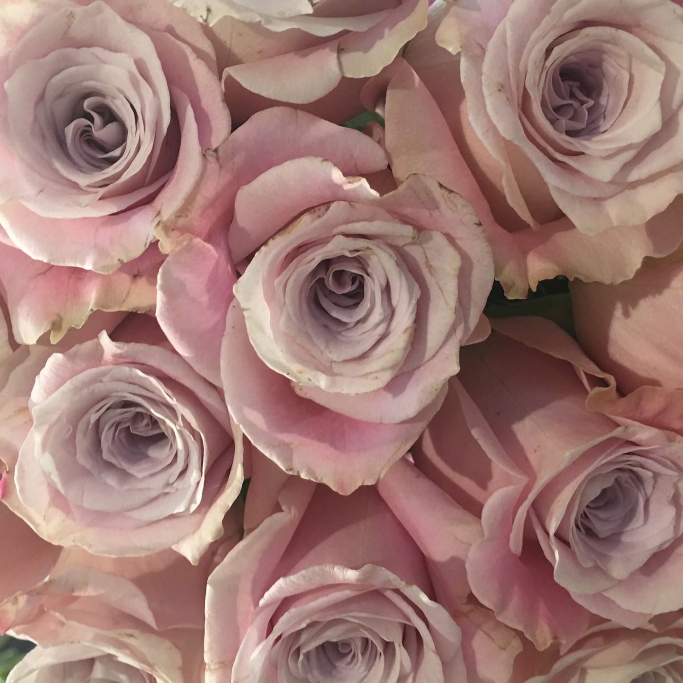 EnJoy La Vida en Rosa: CONVERSACIONES