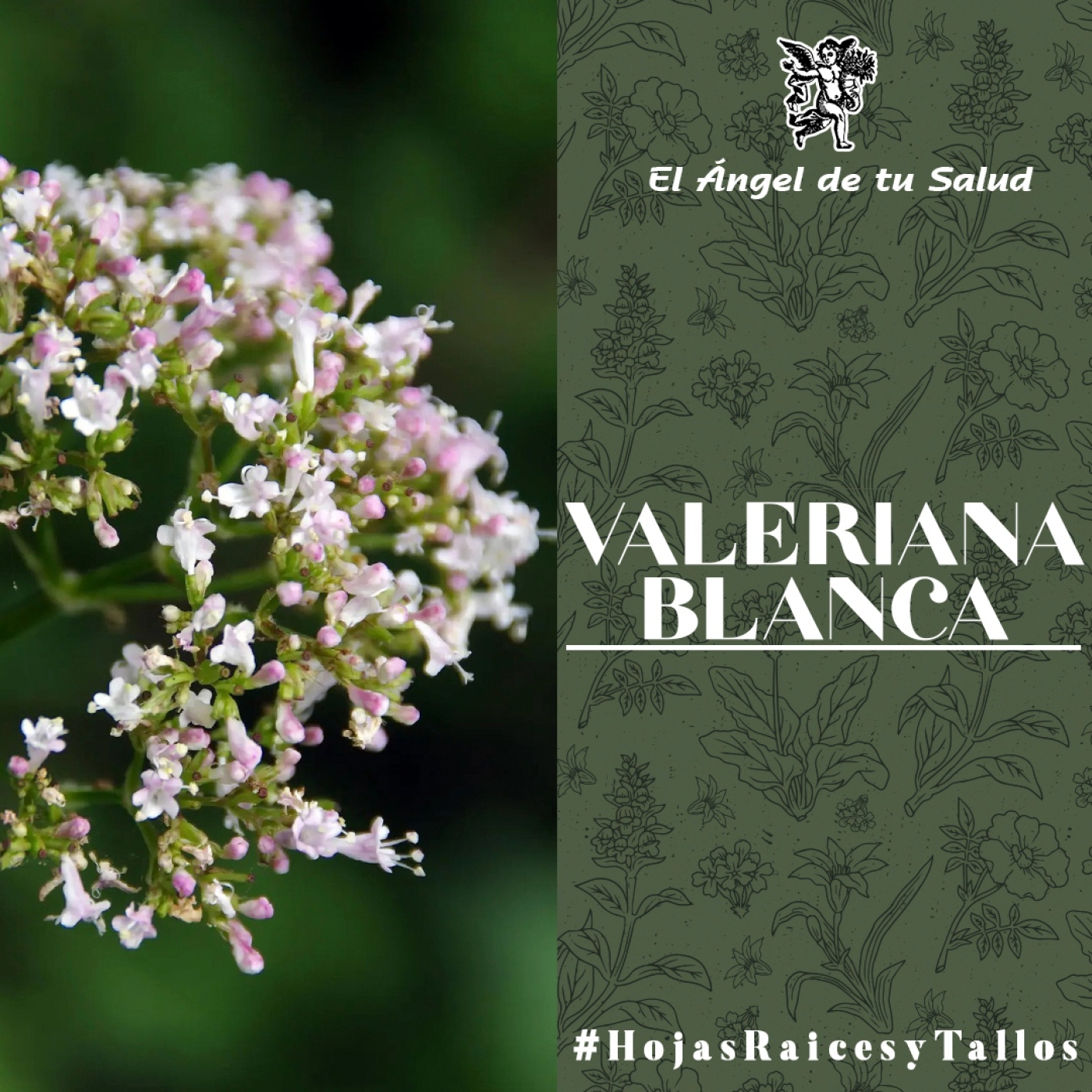 El Ángel de tu Salud - Valeriana Blanca** episode artwork