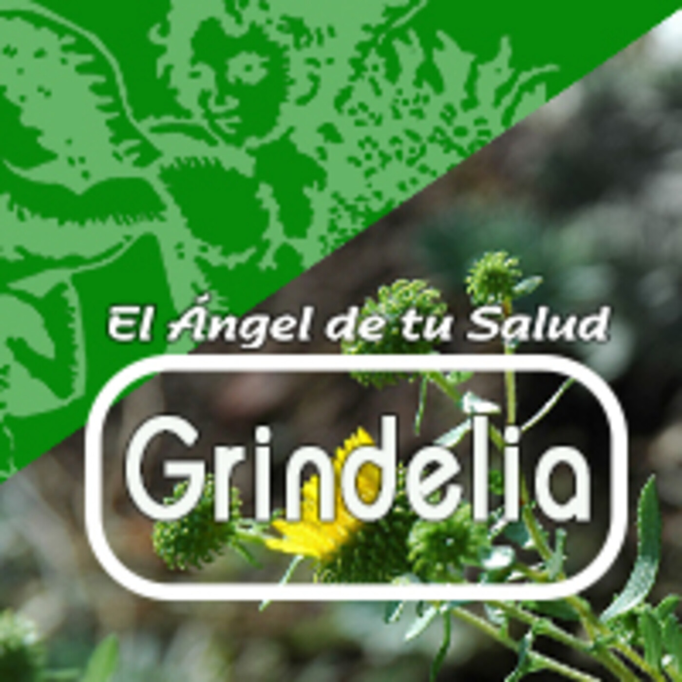 El Angel de tu Salud - GRINDELIA* episode artwork
