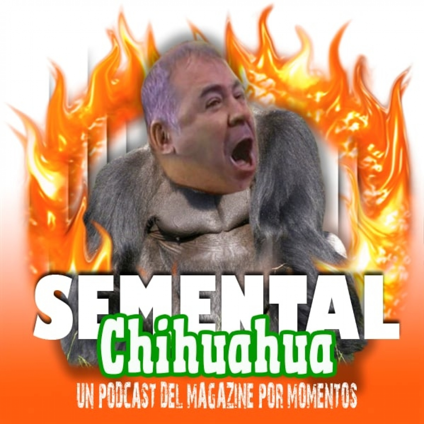 Semental Chihuahua