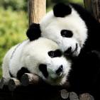 Los osos pandas en Cosas de la Ciencia