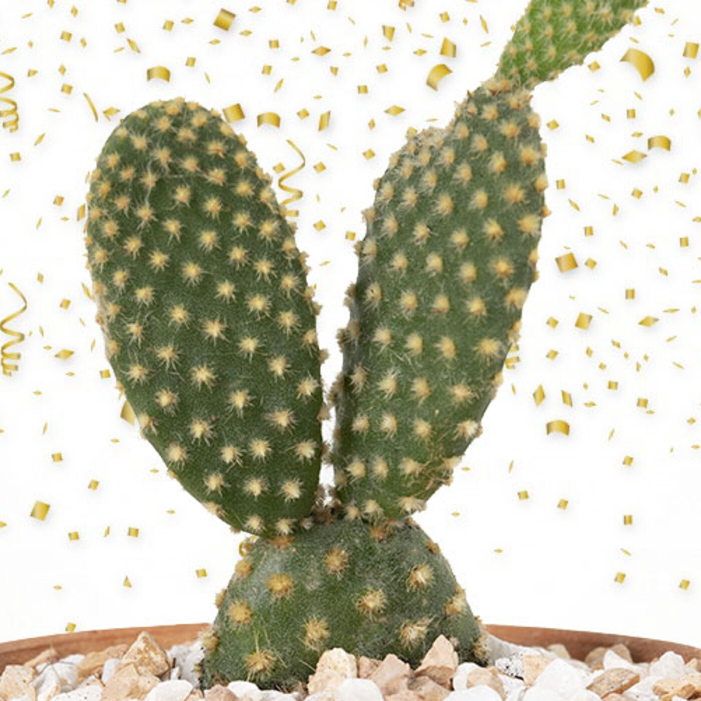 Cactus Confetti