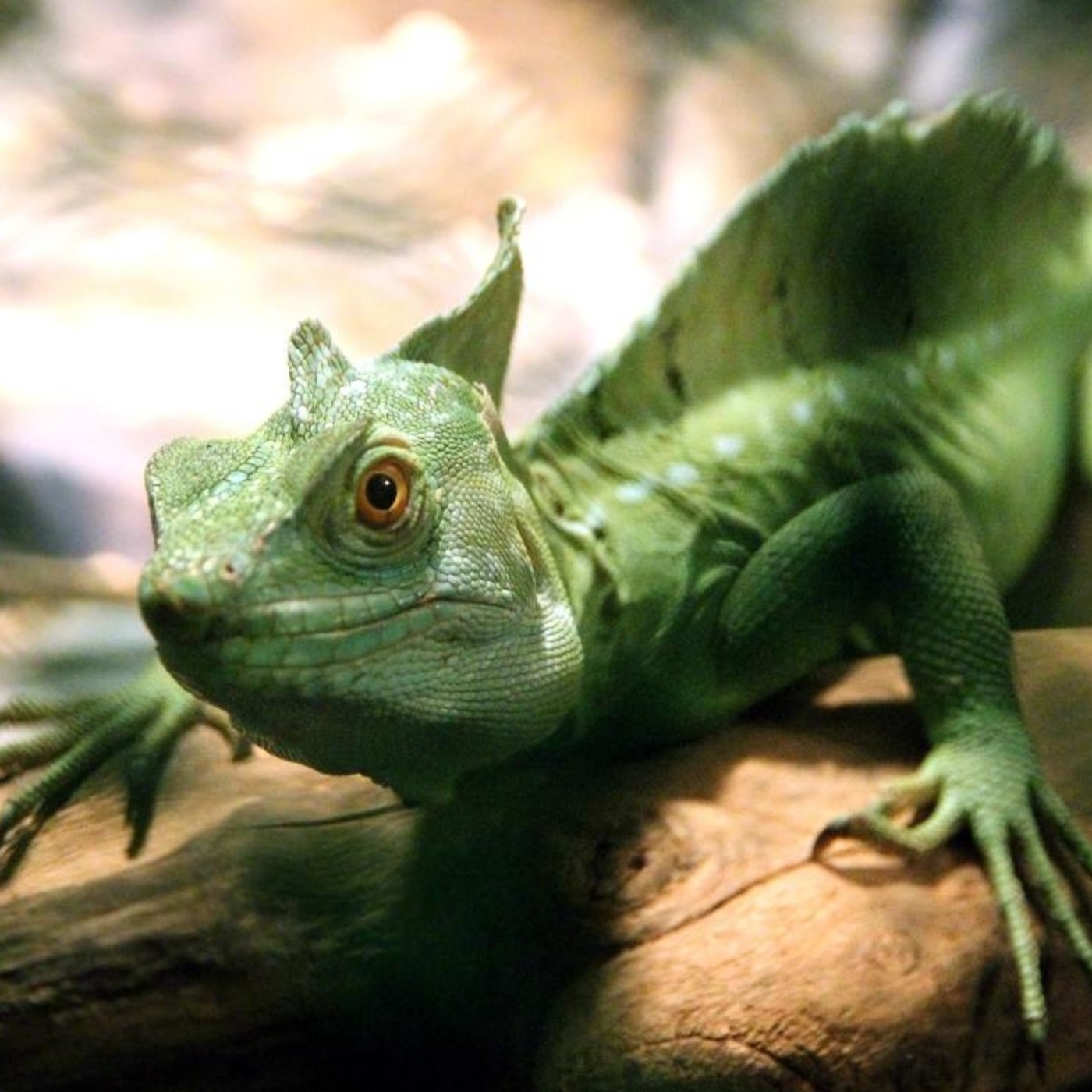 mimomimascota