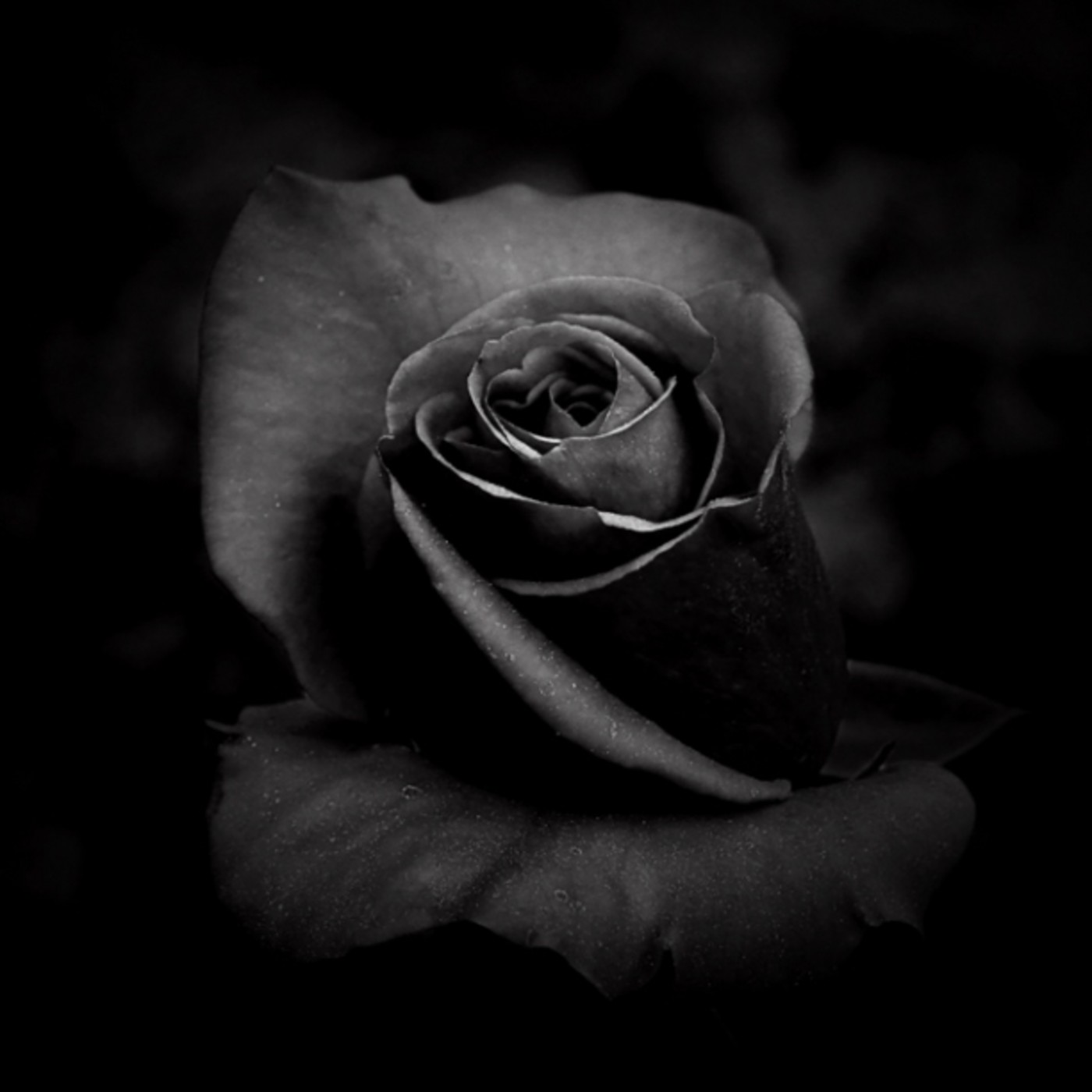 Poetas de la Noche Eterna