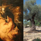 embed image