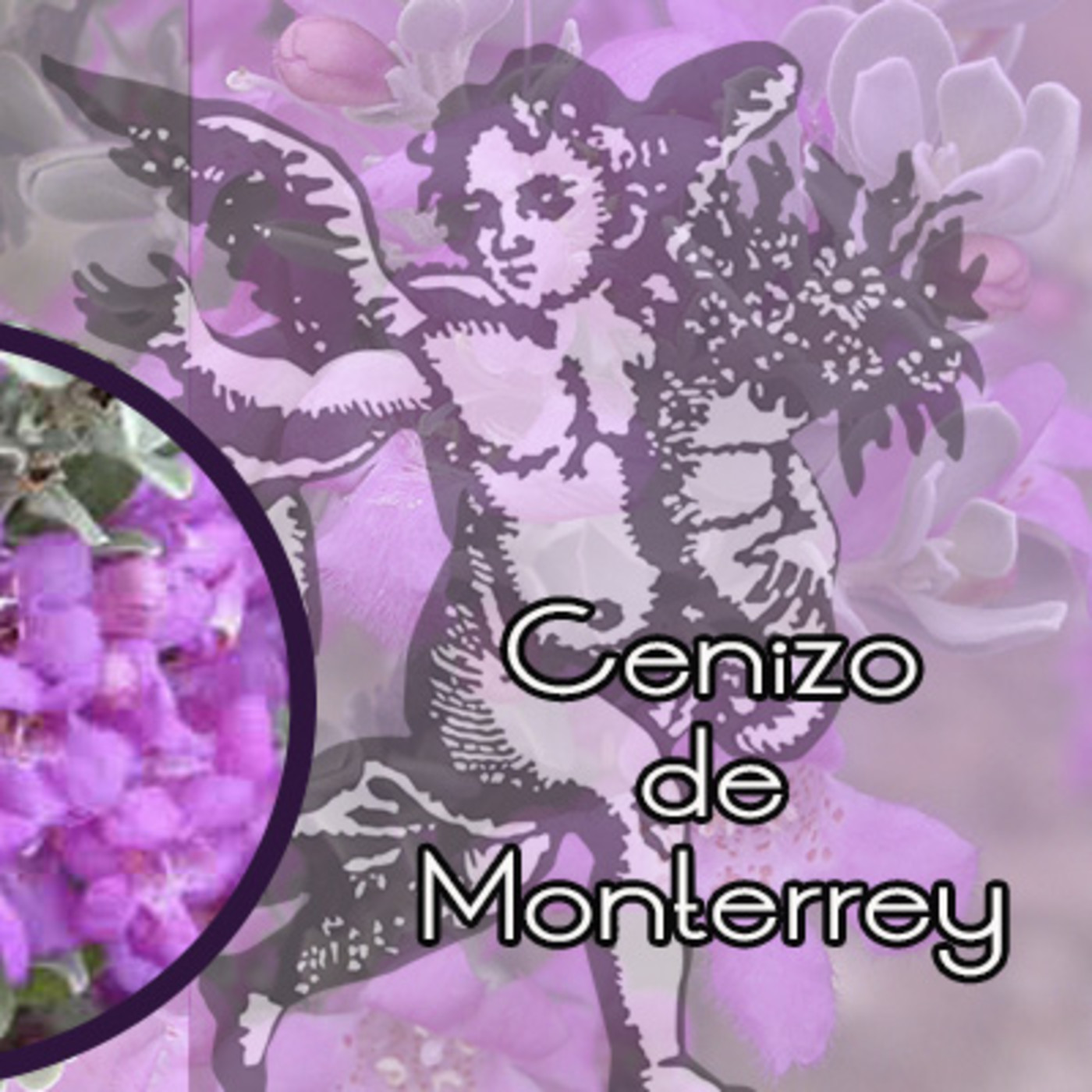 El Ángel de tu Salud - CENIZO DE MONTERREY