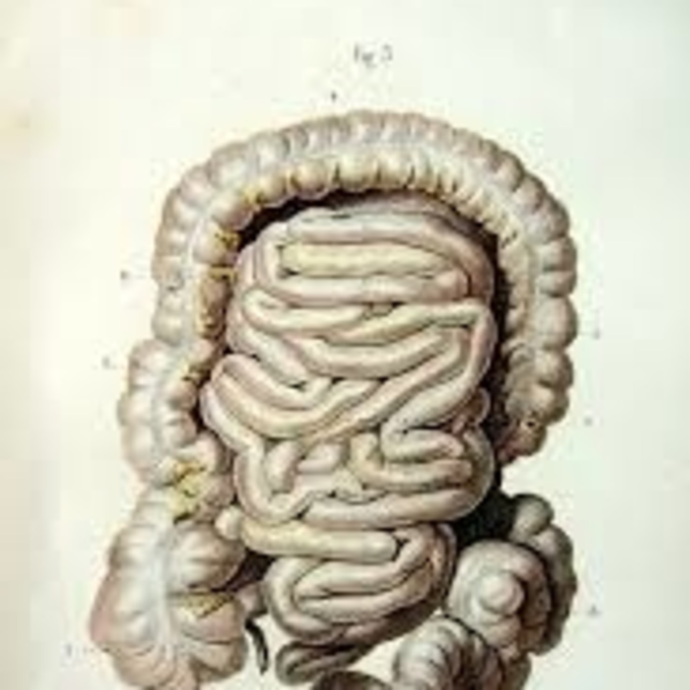Gastro 4 episode artwork