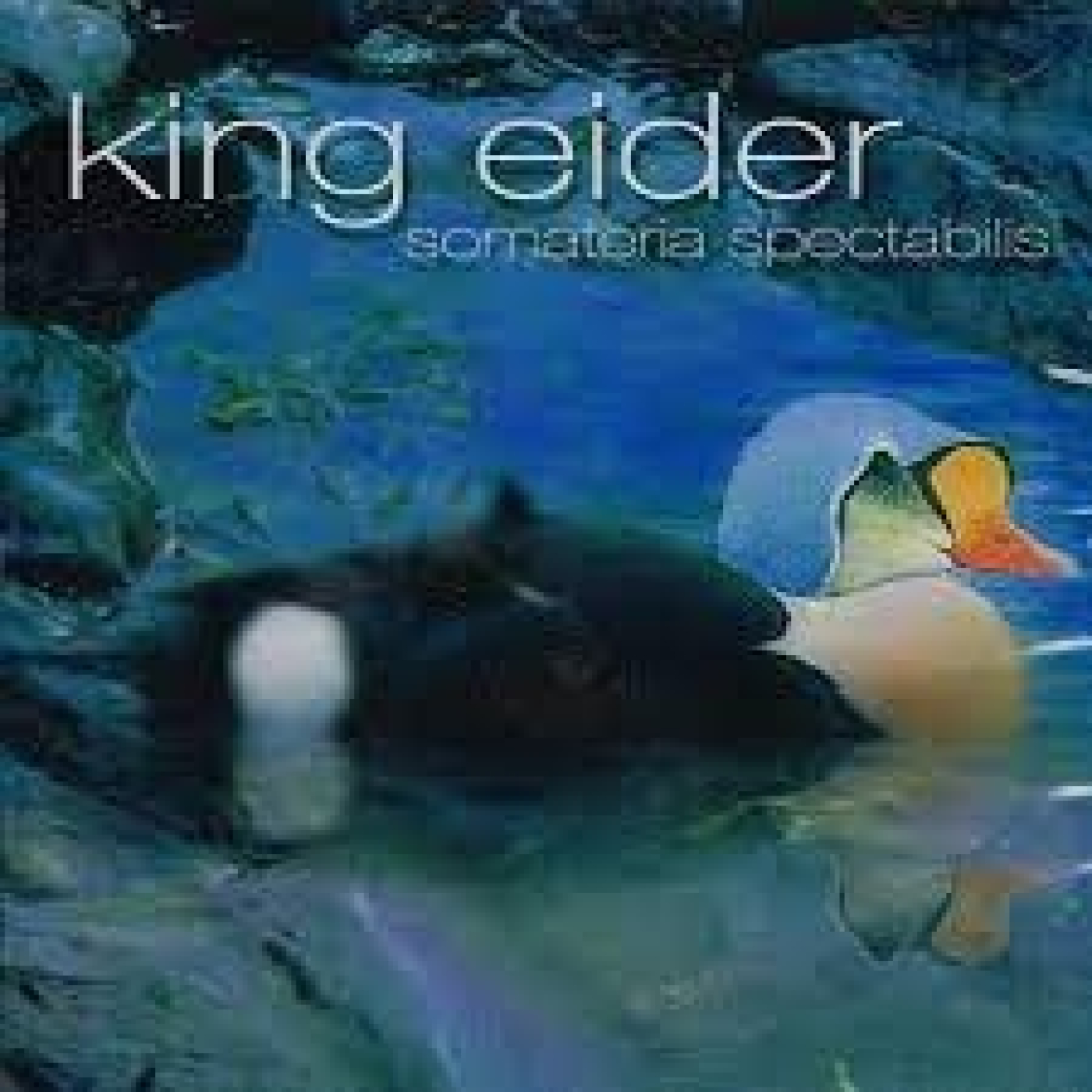 771 - King Eider - Somateria Spectabilis. 2006. episode artwork