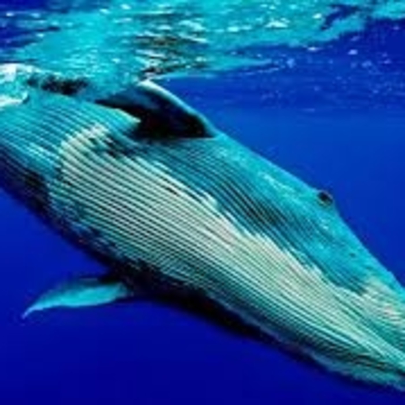 Las ballenas, aventura, naturaleza y más con Álex Aguilar episode artwork