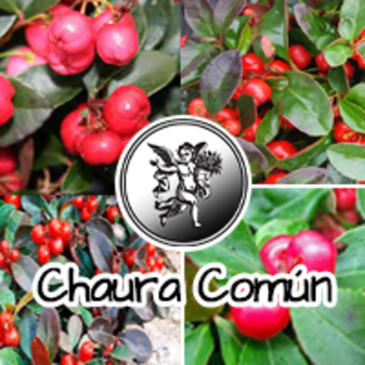 El Angel de tu Salud - CHAURA COMÚN** episode artwork