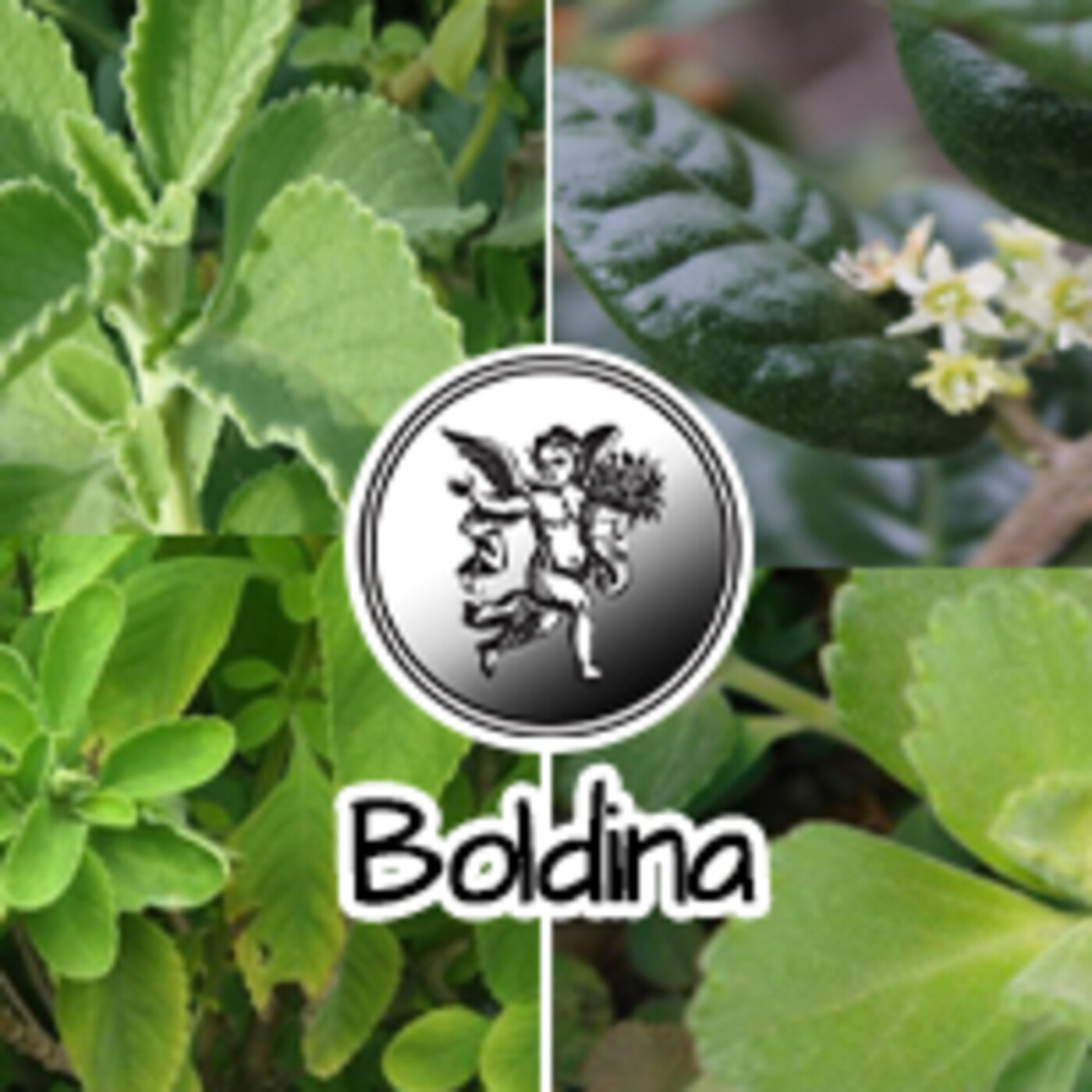 El Ángel de tu Salud - BOLDINA ****