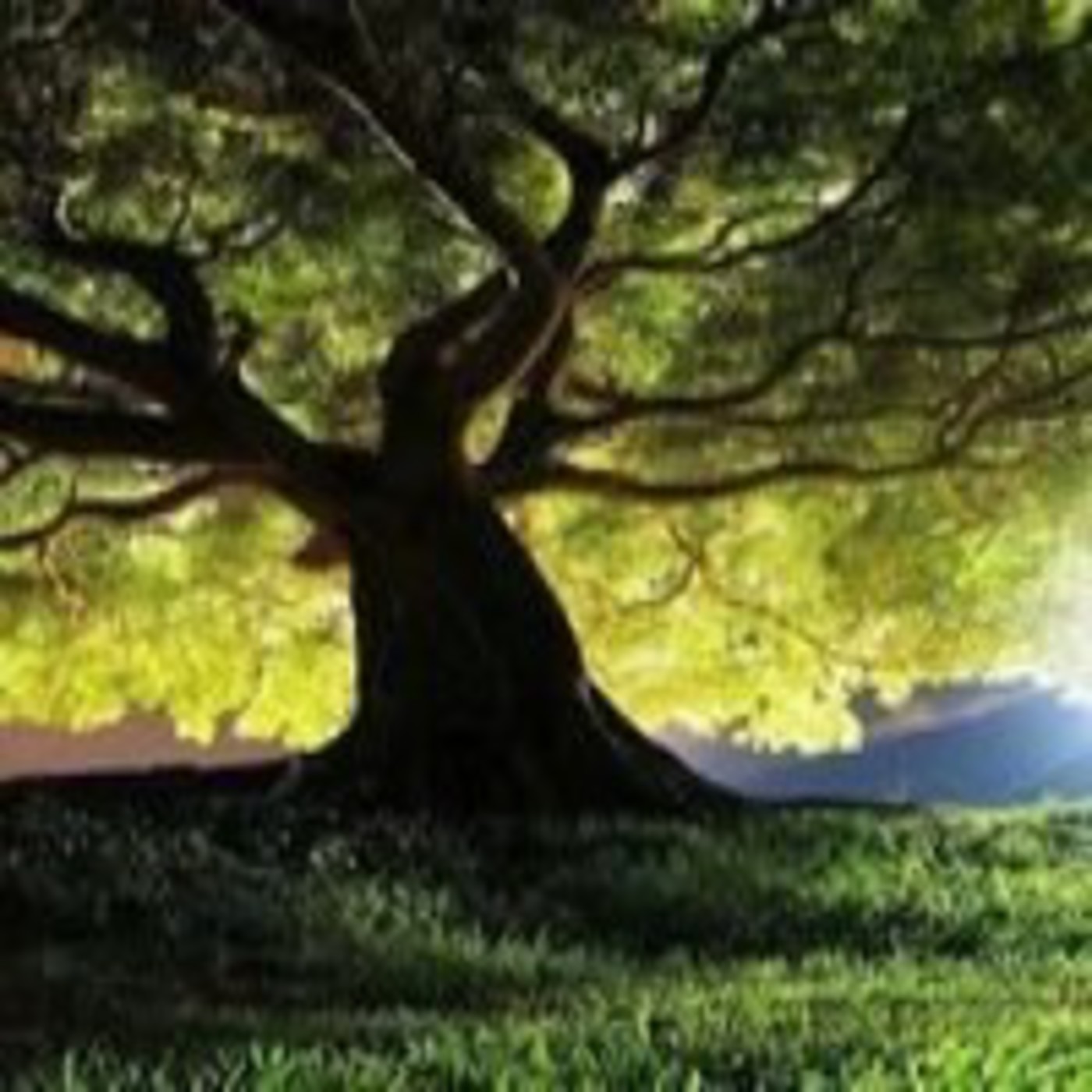 Podcast El árbol de la vida