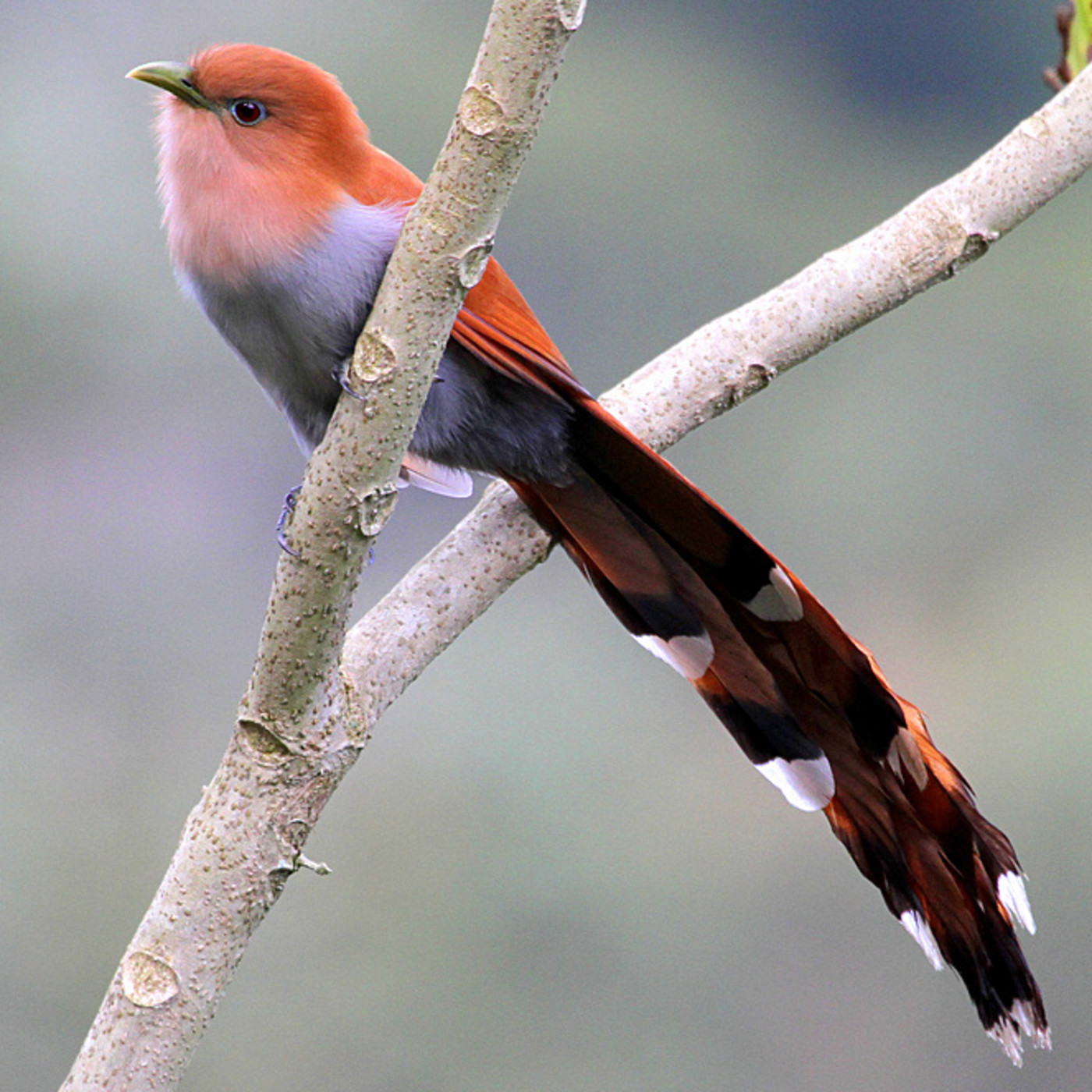 Estudio de Aves Ecojugando