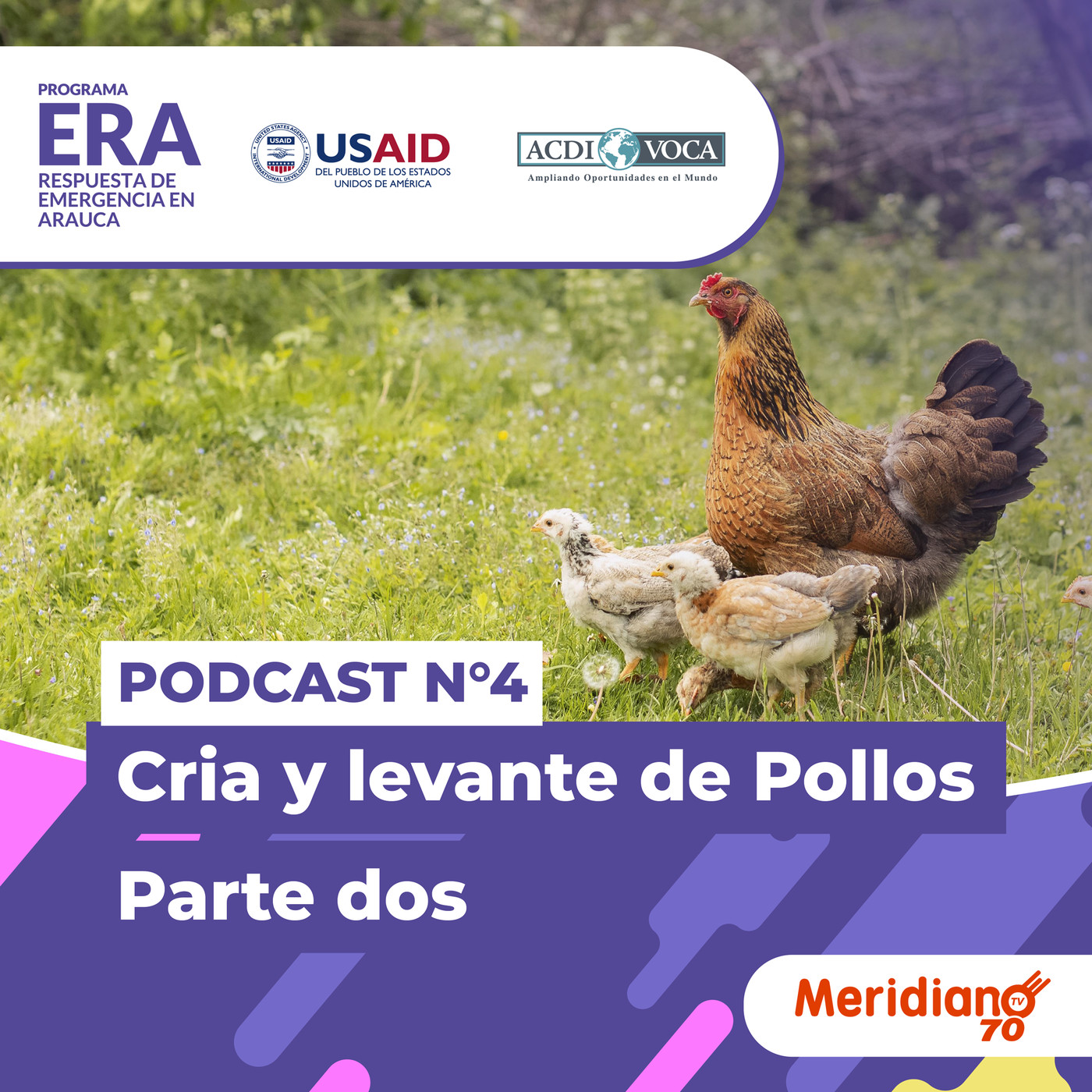 Podcast N°4: Cria y Levante de Pollos - Parte 2 episode artwork