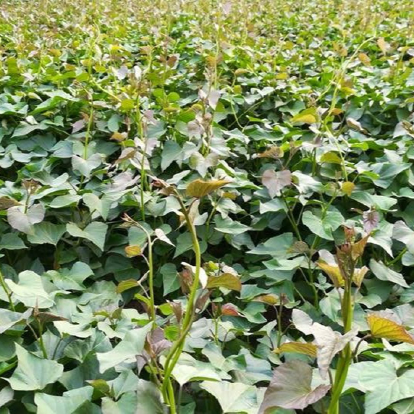 Pinar del Río: intensifican prevención y control de plagas y hongos en los cultivos