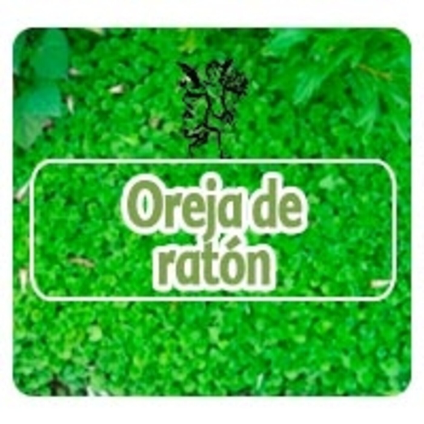 El Angel de tu Salud - OREJA DE RATÓN* episode artwork
