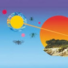 embed image