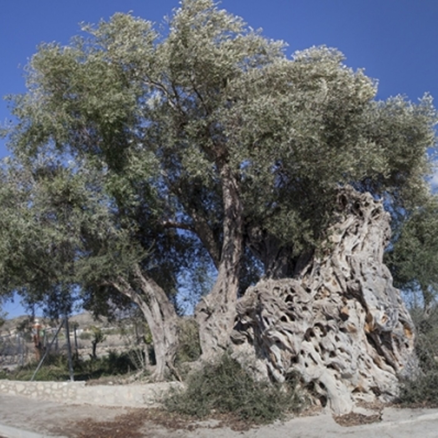 T1x13 Llegendes al voltant de les oliveres. Terra Llegendària -14-12-21 (El rall, Àpunt Ràdio) episode artwork