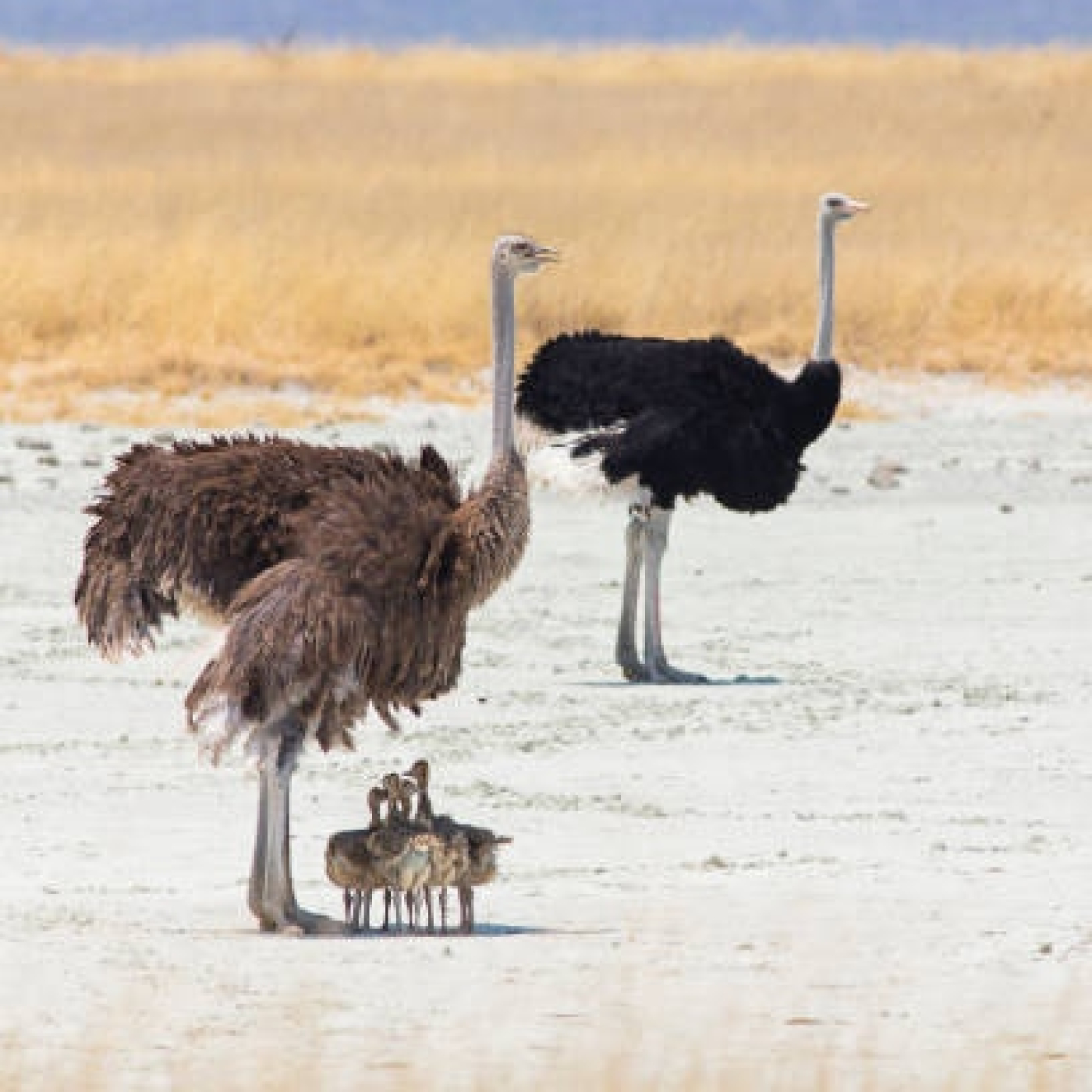 PLANETA TIERRA III: 3- DESIERTOS Y PRADERAS #documental #naturaleza #ecologia #podcast episode artwork