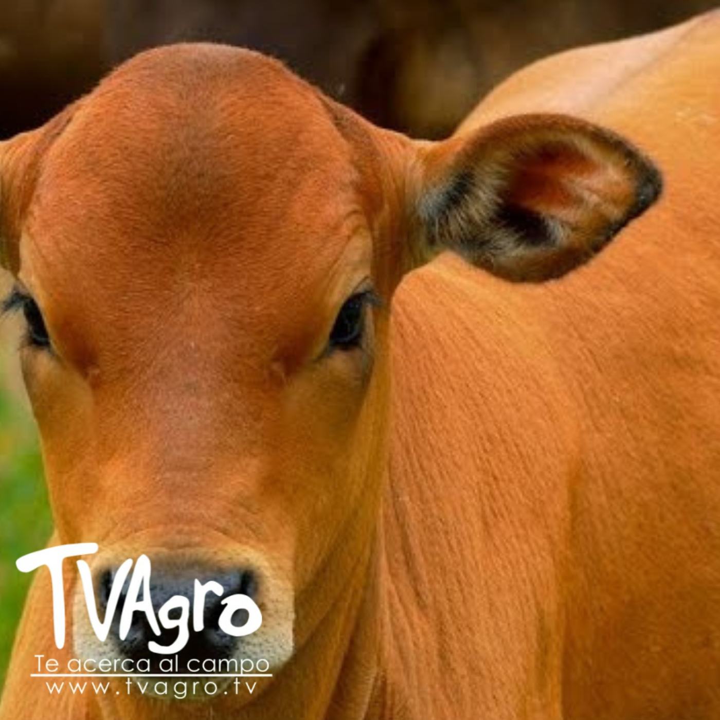 TV AGRO