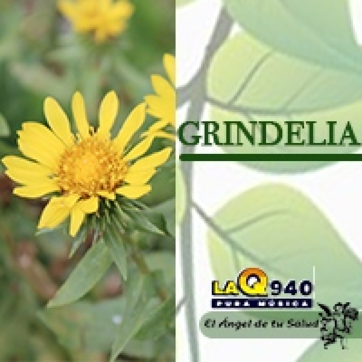 El Ángel de tu Salud - Grindelia** episode artwork