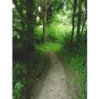 156 - ¿Qué ocurre en el bosque de Clapham? Vol.1