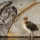 Aves y otras plumas