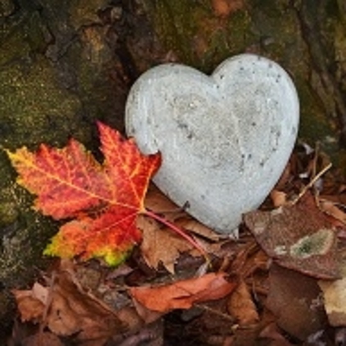 CORAZÓN DE SANGRE O DE MADERA