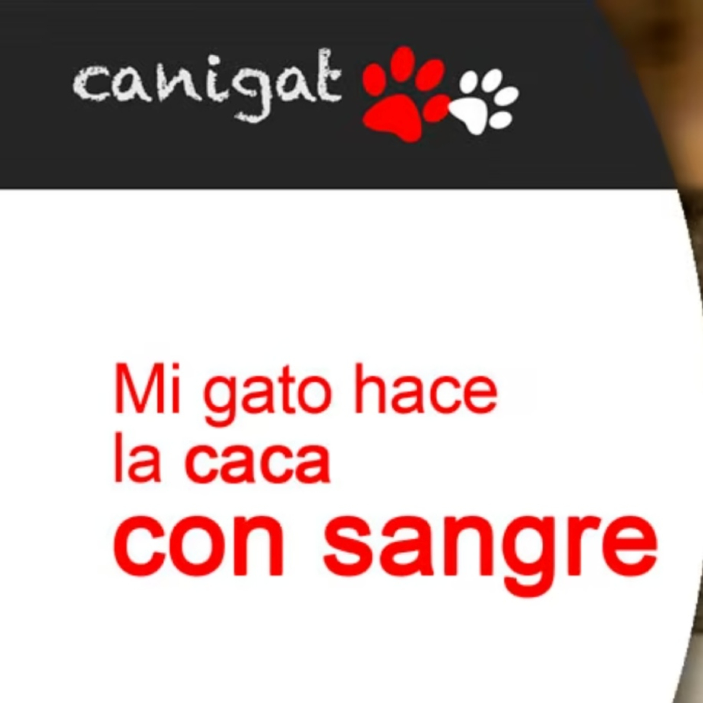 Consejos veterinarios de perros y gatos by canigat