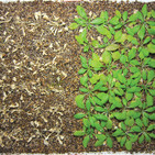 La Brújula de la Ciencia s08e11: Plantas resistentes a las sequías