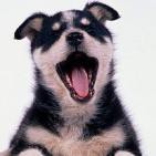 Comunicacion Gestual Con Tu Perro