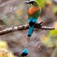 La Leyenda del pájaro Thó