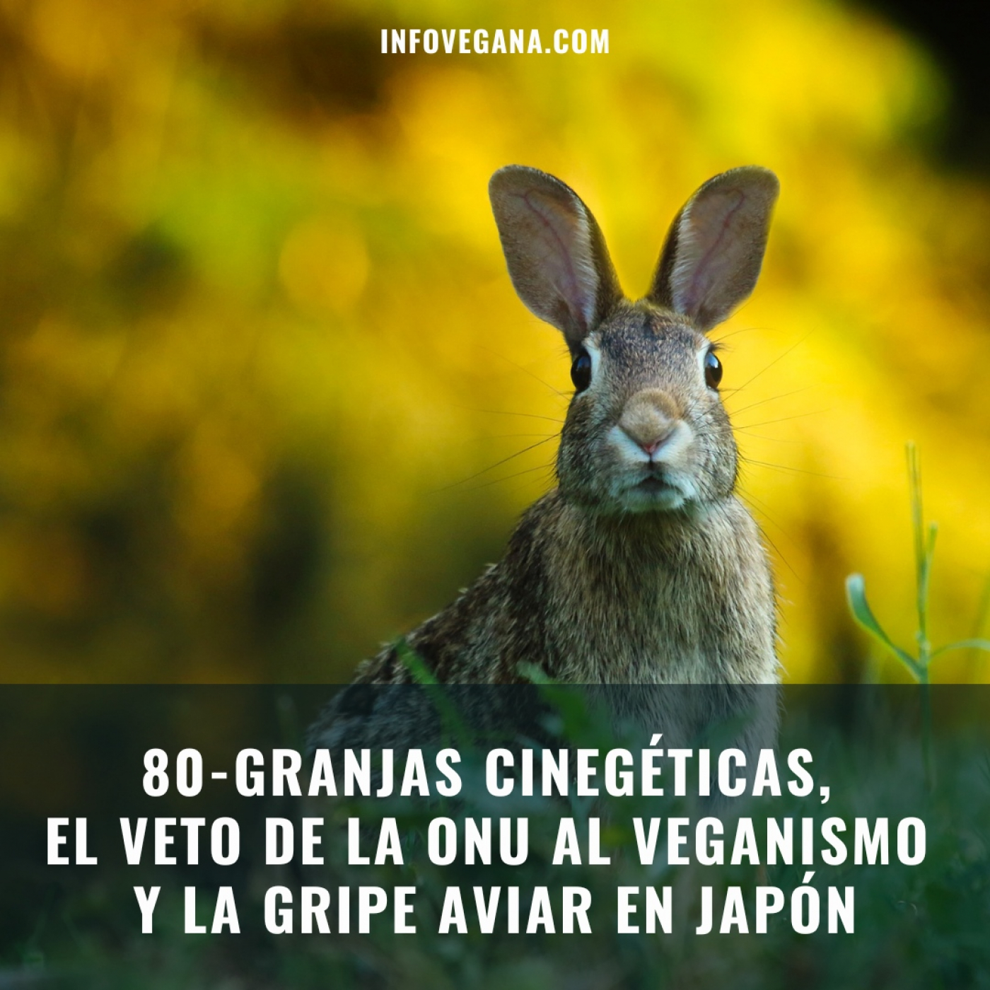 Infovegana, podcast de veganismo y sostenibilidad