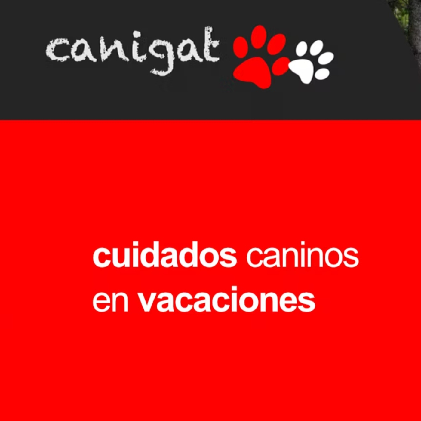 Consejos veterinarios de perros y gatos by canigat