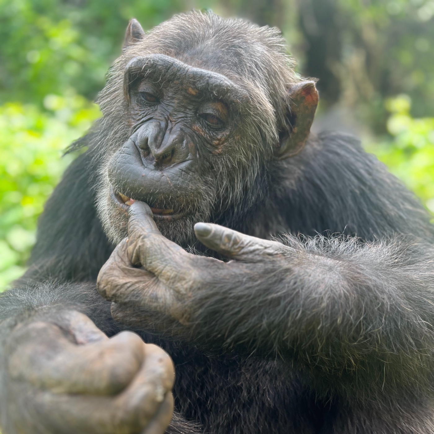 LA ENFERMEDAD MENTAL EN...PRIMATES!!!! episode artwork