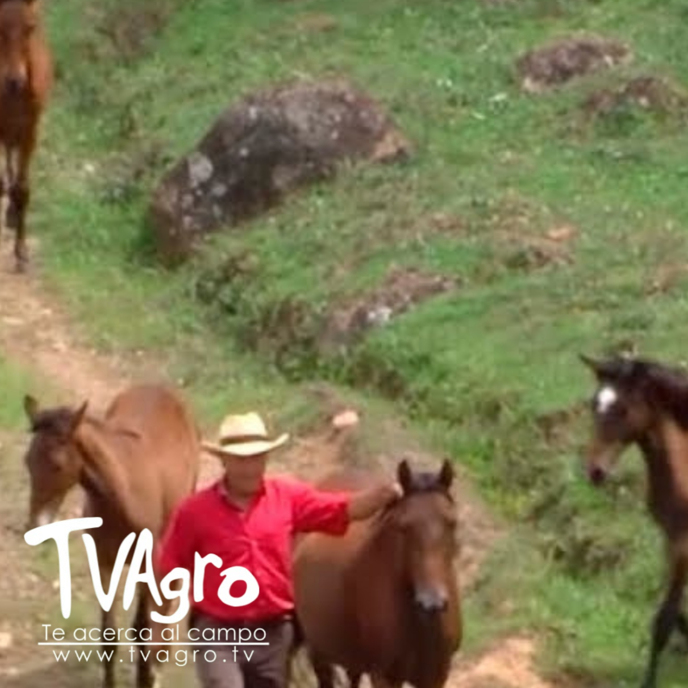 TV AGRO