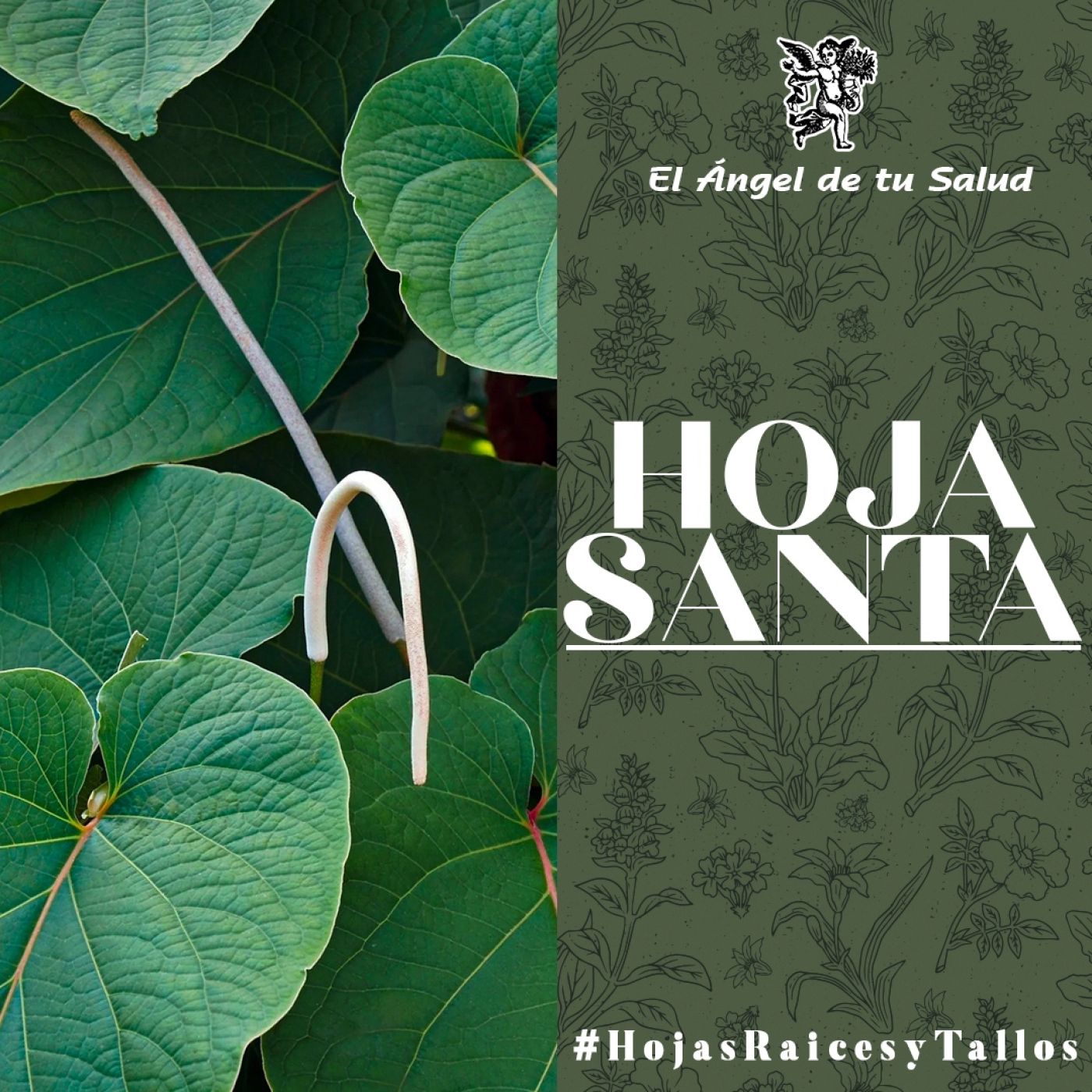 El Ángel de tu Salud - Hoja Santa** episode artwork