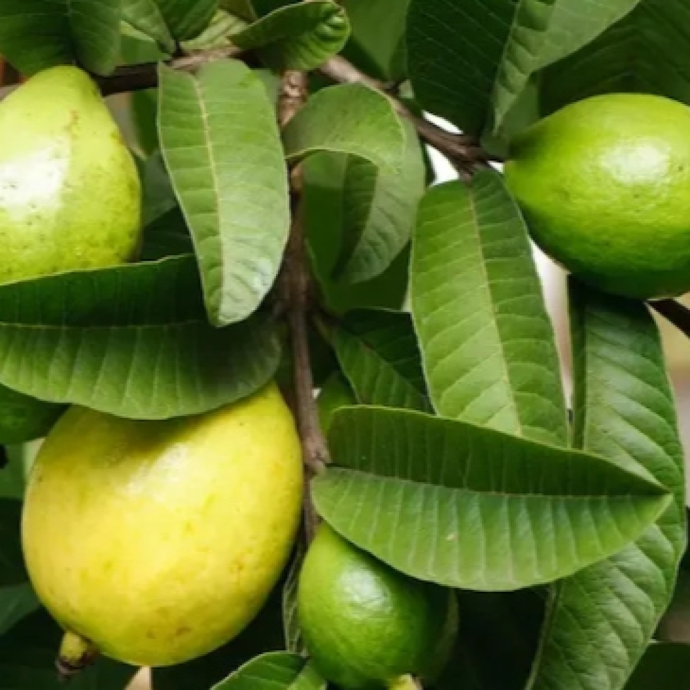 La deliciosa Guayaba, un tesoro natural episode artwork