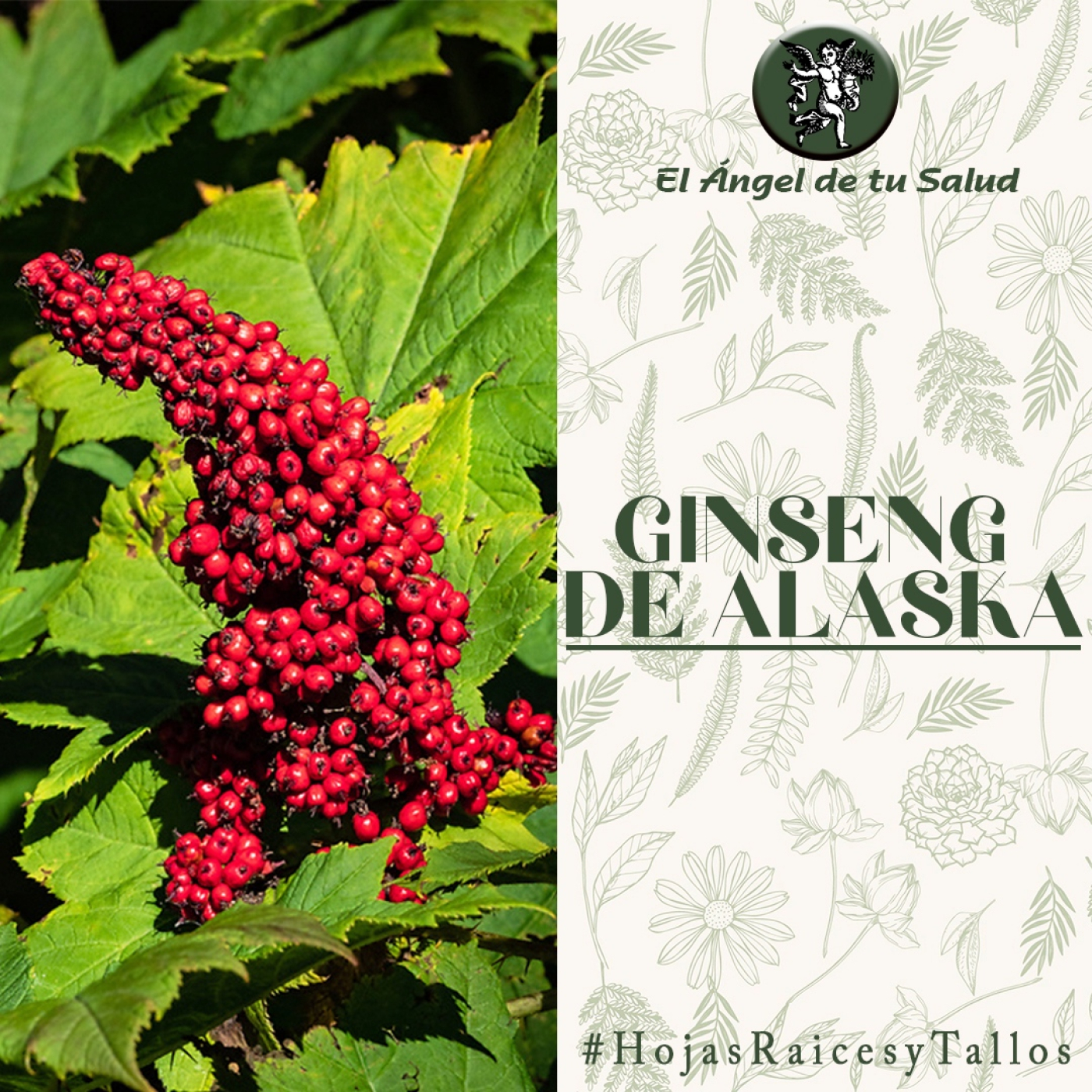 El Ángel de tu Salud - Ginseng de Alaska** episode artwork