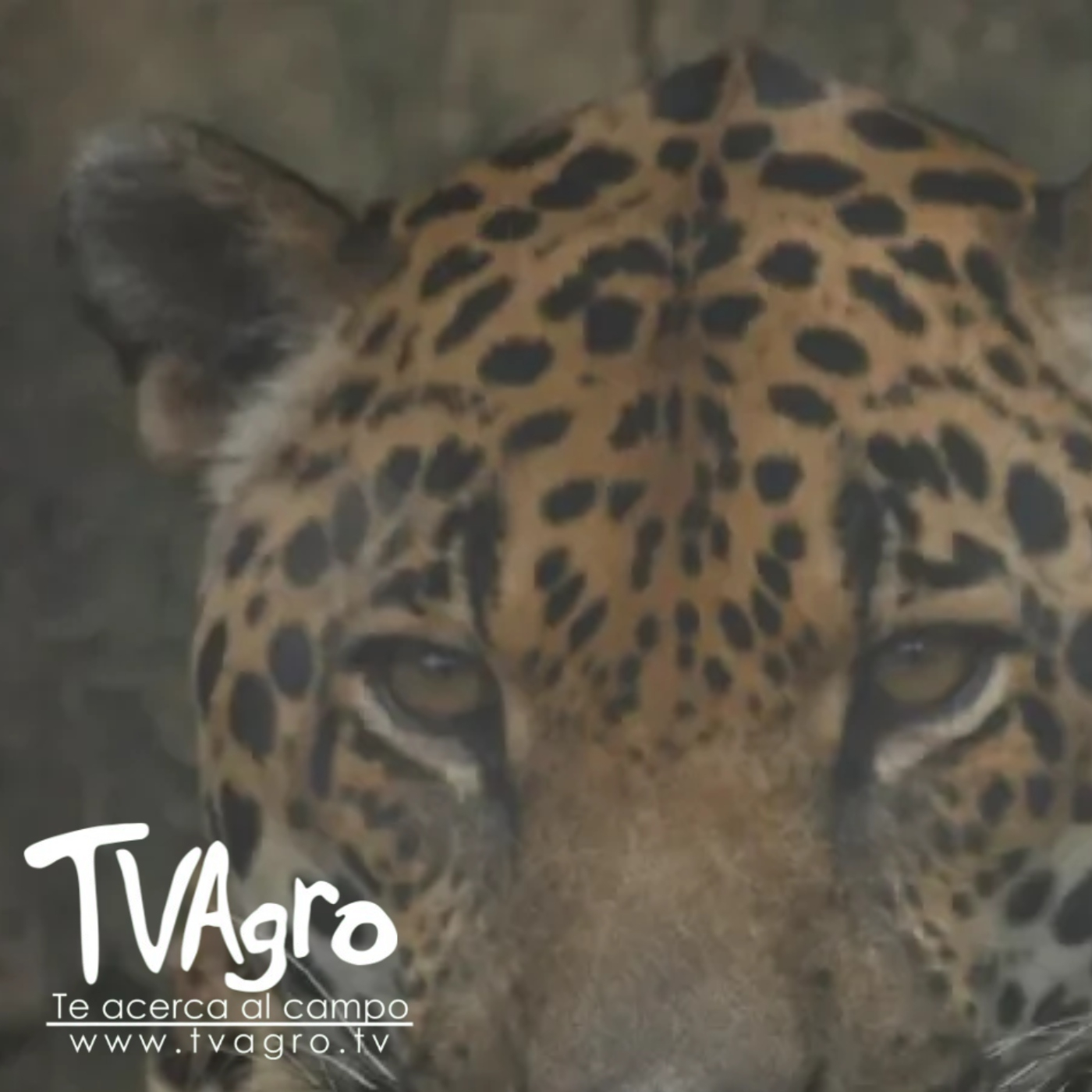 TV AGRO