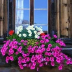 embed image