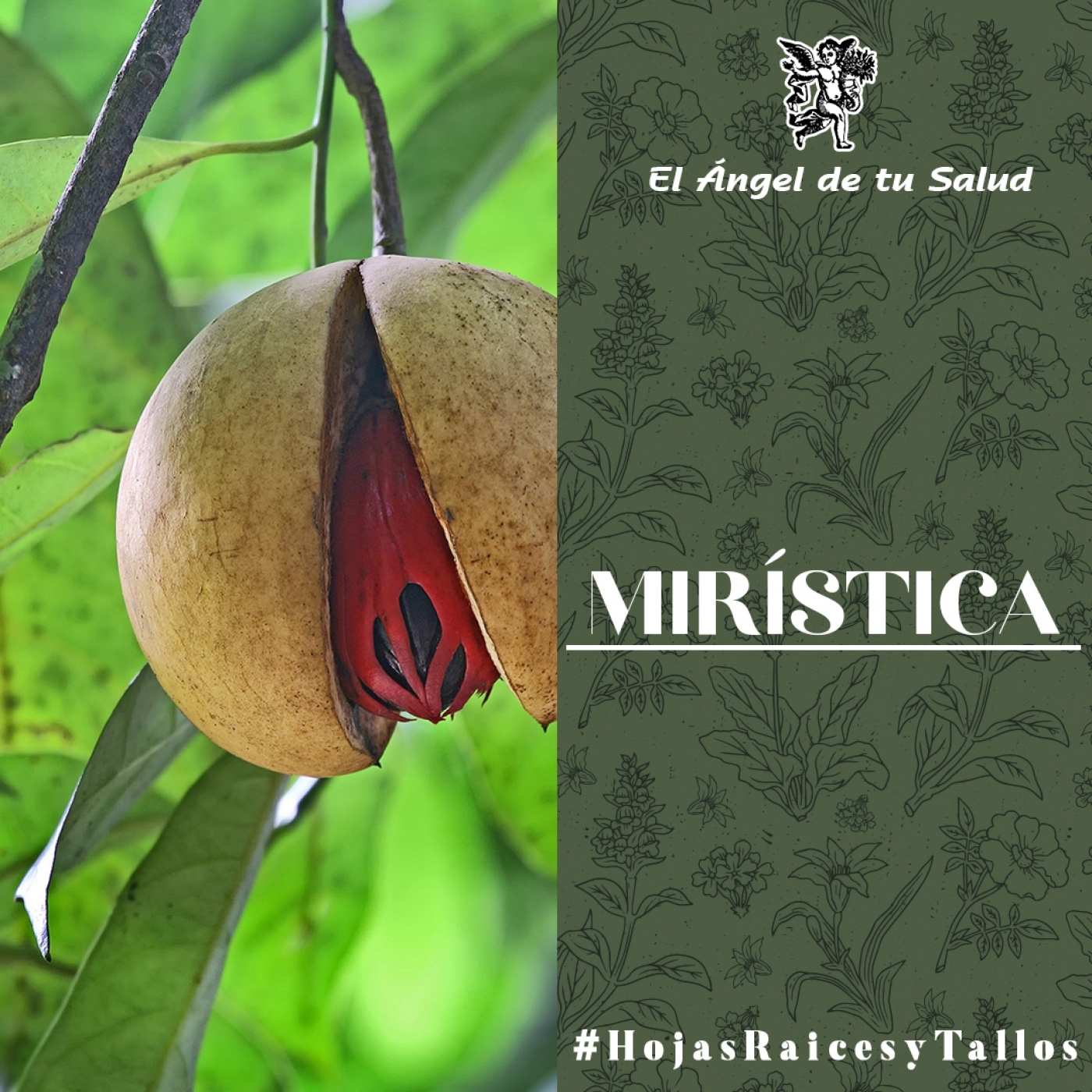 El Ángel de tu Salud - Mirística** episode artwork