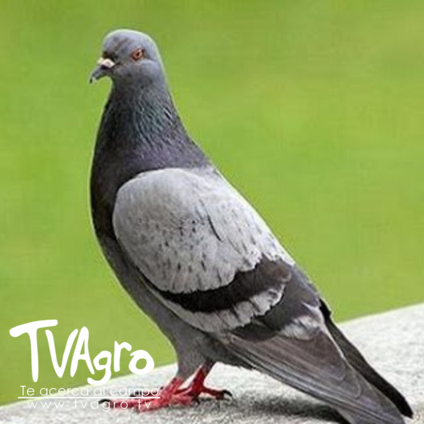 TV AGRO