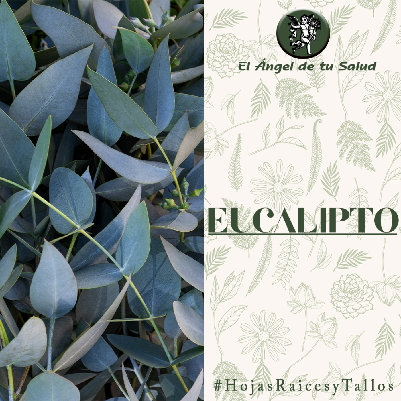 El Ángel de tu Salud - Eucalipto** episode artwork