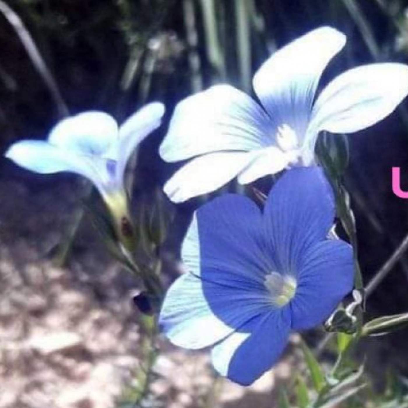 «Radio» UnPlanDivino