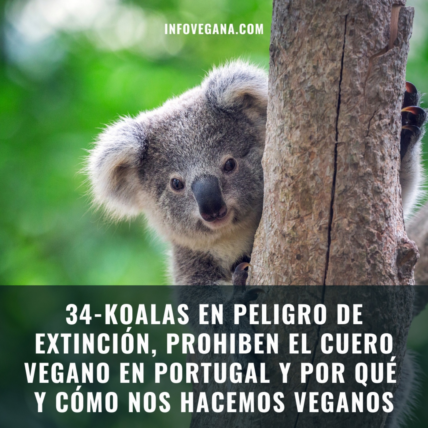 Infovegana, podcast de veganismo y sostenibilidad